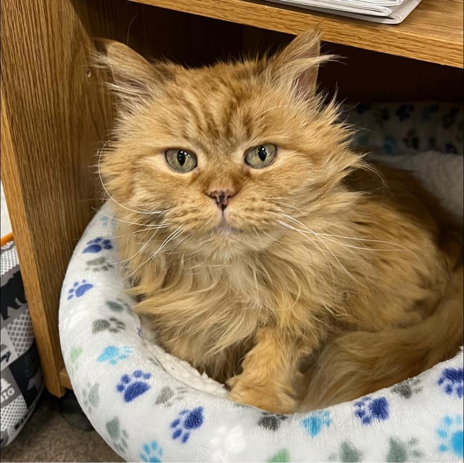 Champlain Veterinary Clinic