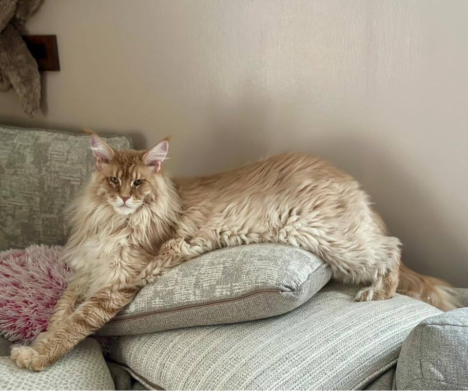 Maine Coon