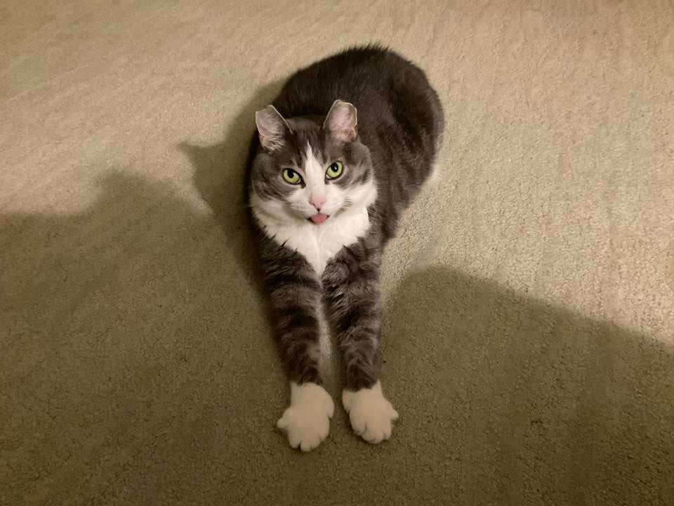 phoebe