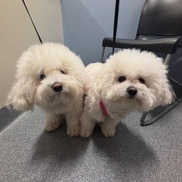 Champlain Veterinary Clinic pet