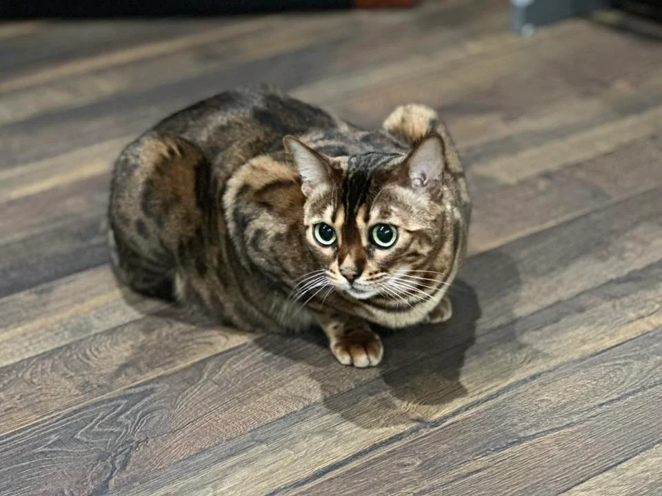 Pets of Champlain Veterinary Clinic