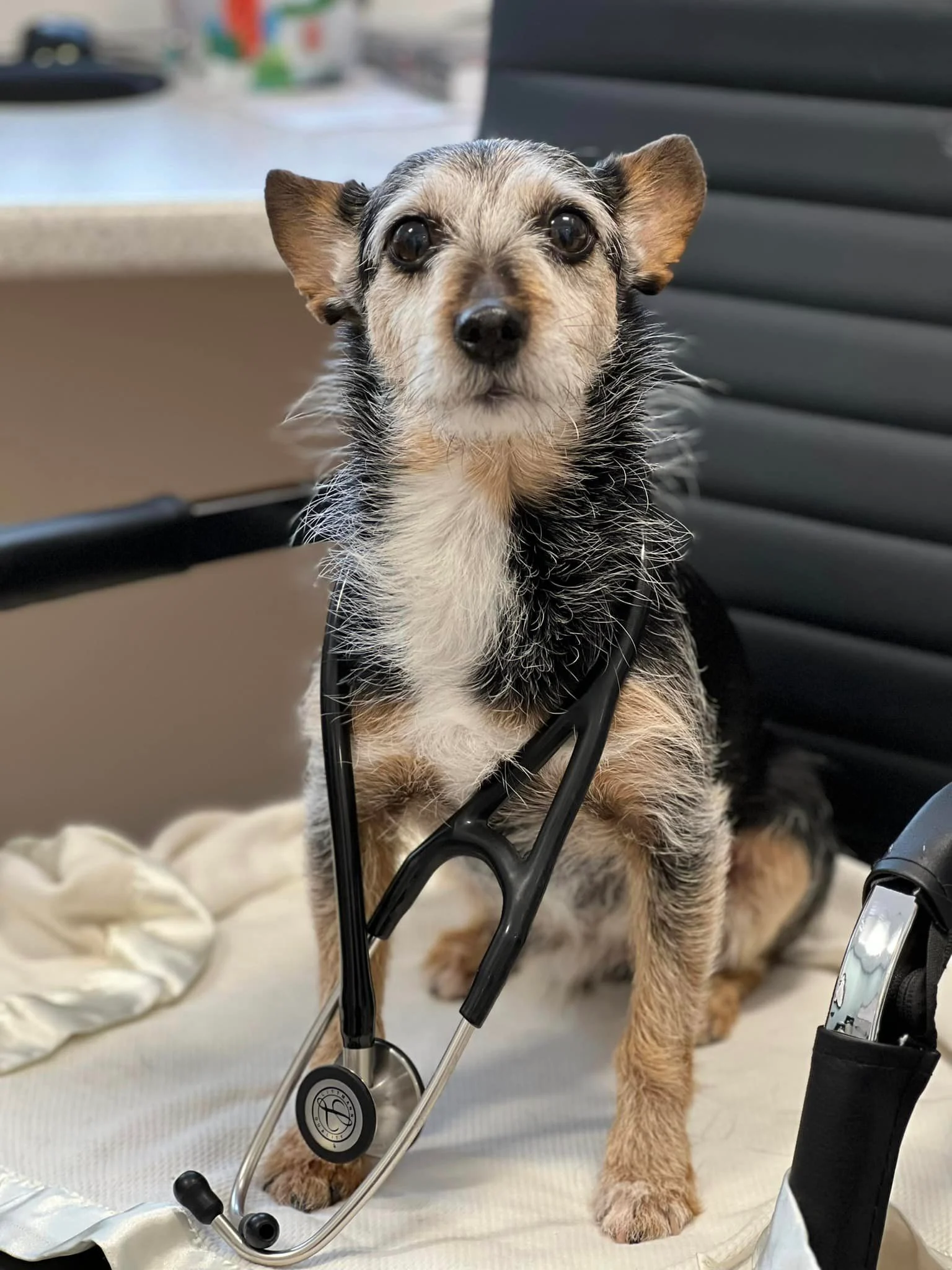 Pets of Champlain Veterinary Clinic