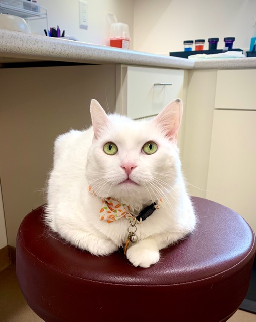 Champlain Veterinary Clinic pet photo